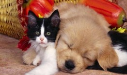 狗大团子爆料视频大全最新,揭秘娱乐圈幕后真相